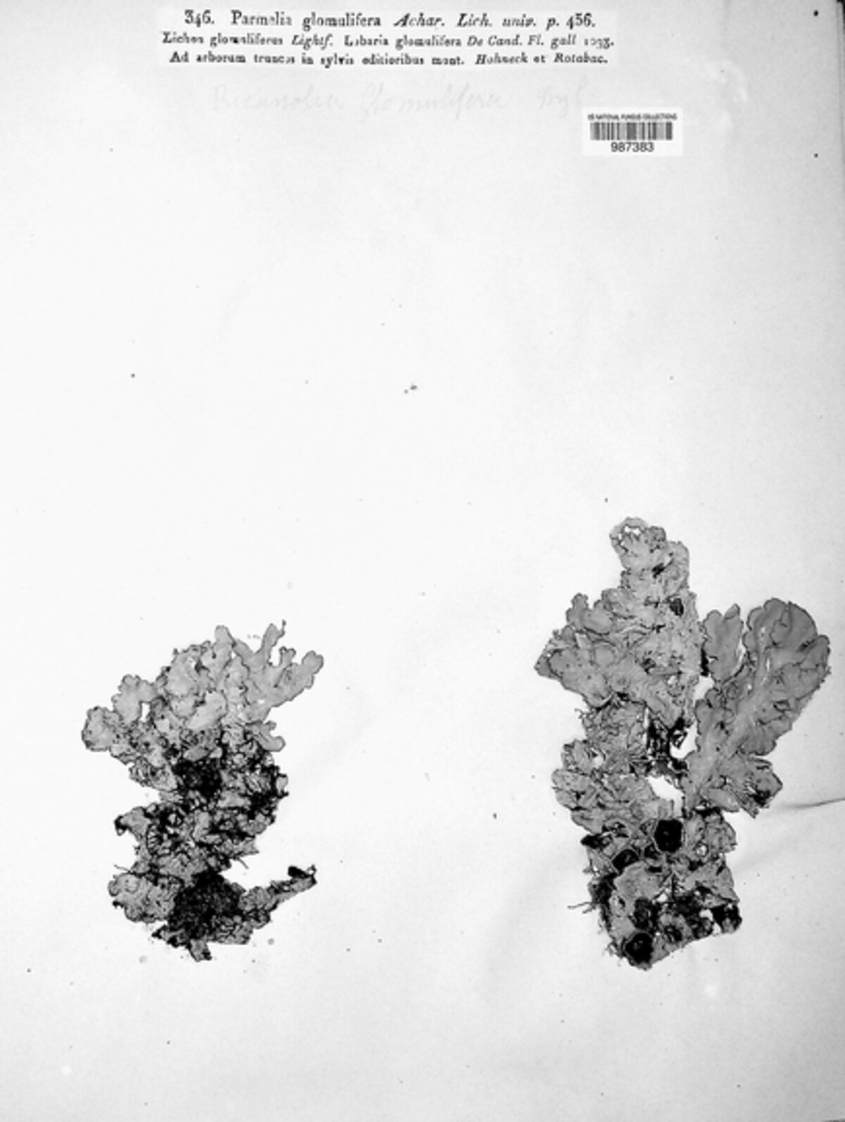 Lobaria amplissima image